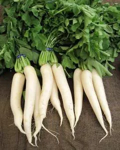 IS DAIKON PALEO?